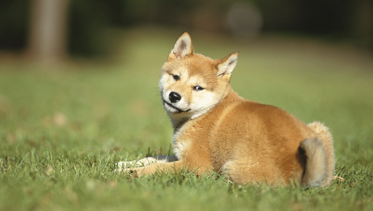 Shiba Inu on Grass