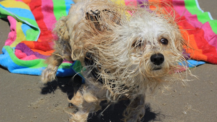 Chihuahua/ puddle mix drying of after dip in ocean.