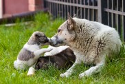 Mother dog with baby puppies, A cute puppy, a dog, dog - focus on front - blurred background.