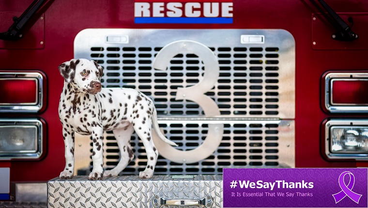 A Dalmatian Puppy sits on the front of a fire truck.