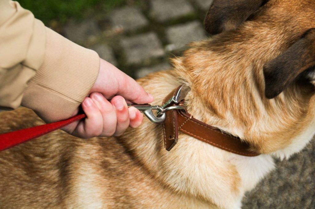 Dog on the leash