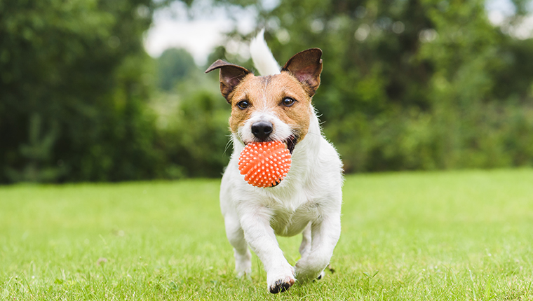 Jack Russell Terrier running with a ball