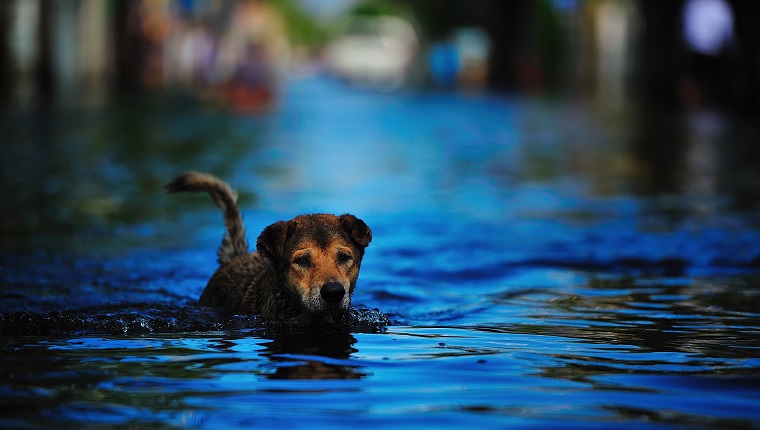 Bangkok Flood 2011