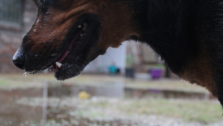 Mixed breed dog smiling after playing in a puddle