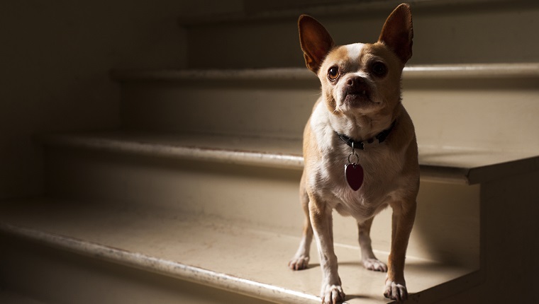 French bulldog looking up while standing on steps at home