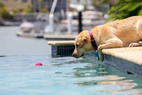 Yellow labrador puppy contemplating jumping into a pool in Australia.