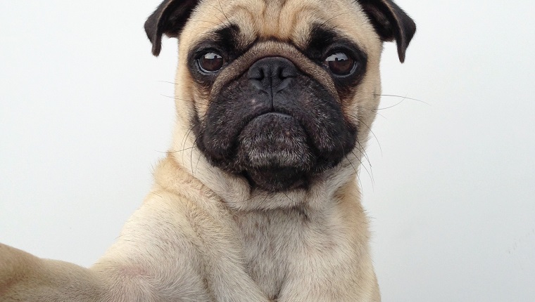 Pug dog taking a selfie