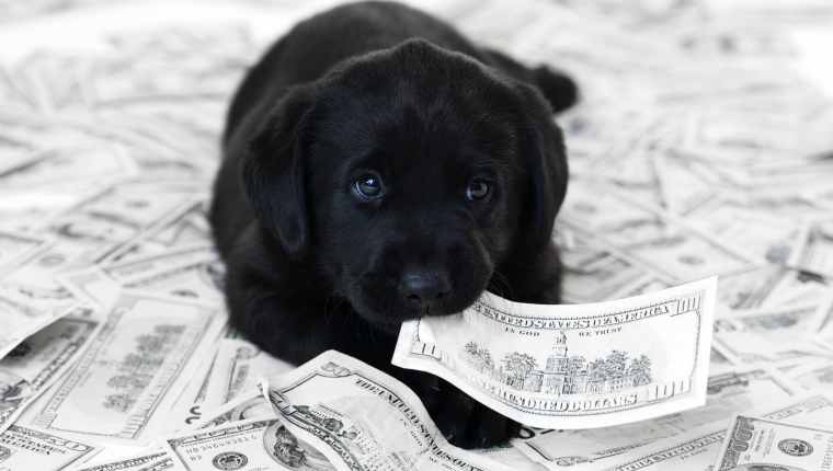 Dog Money