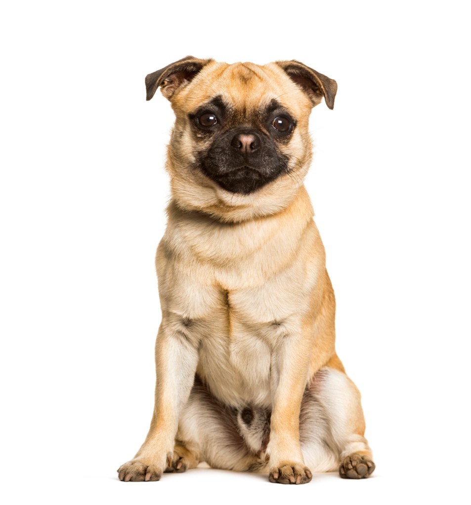 adorable chug dog
