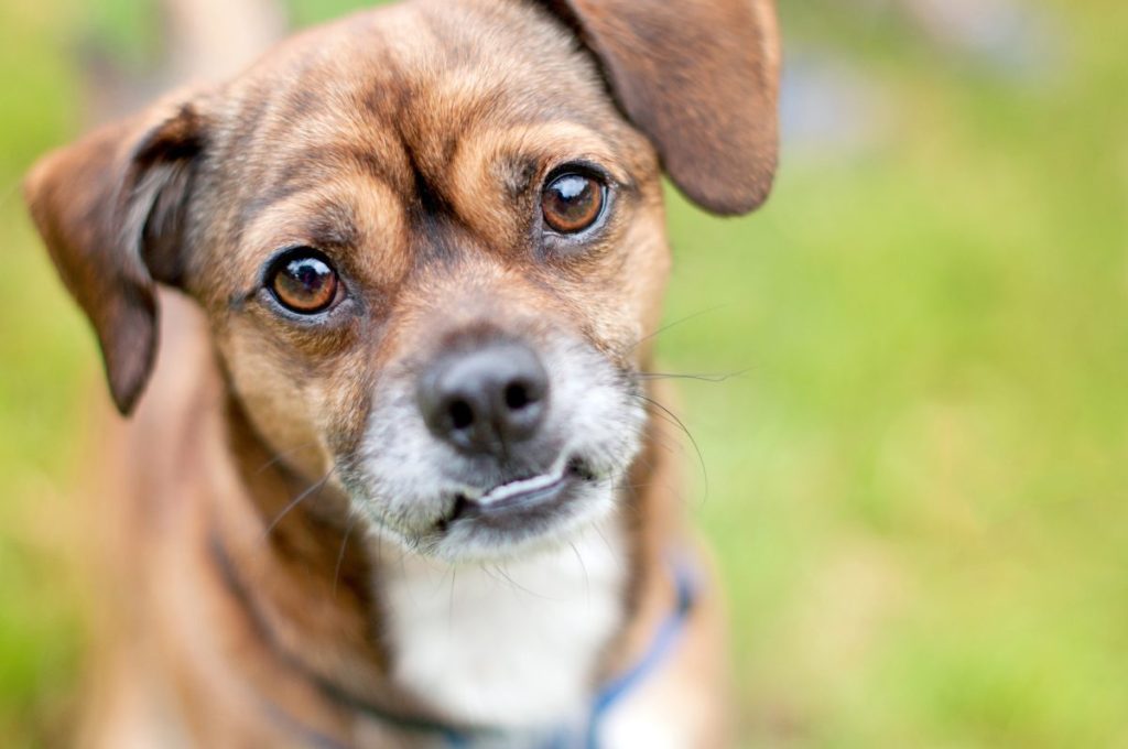 A close-up of a brown Chug.