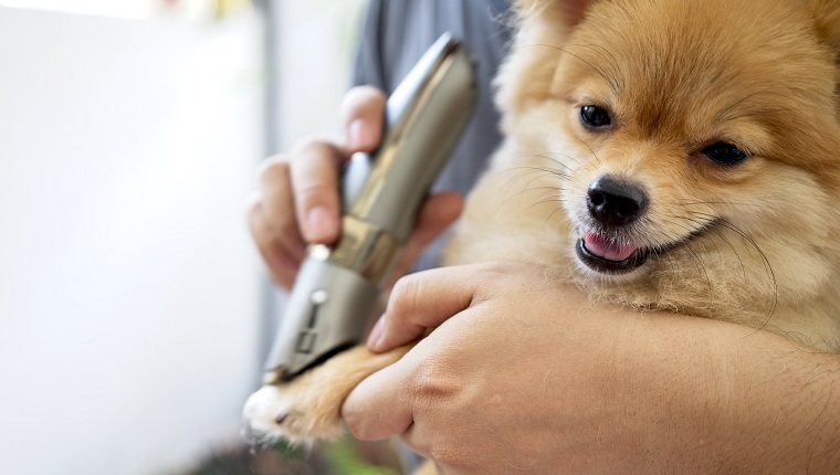 Male groomer haircut Pomeranian dog on the table of outdoor. process of final shearing of a dog's hair with scissors. salon for dogs.