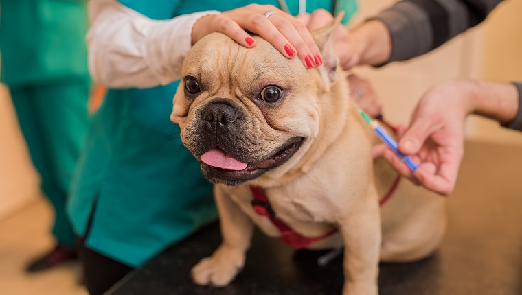 Veterinarian vaccinating a young French Bulldog.