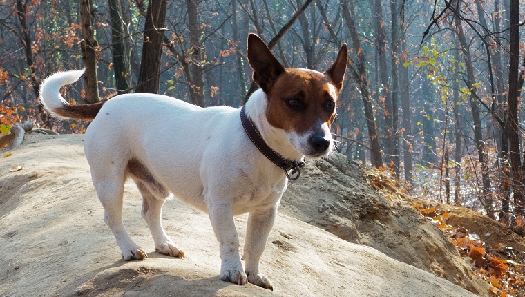 Dog at Park