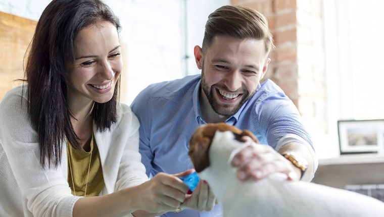 Smiling couple petting Jack Russell Terrier dog on bed