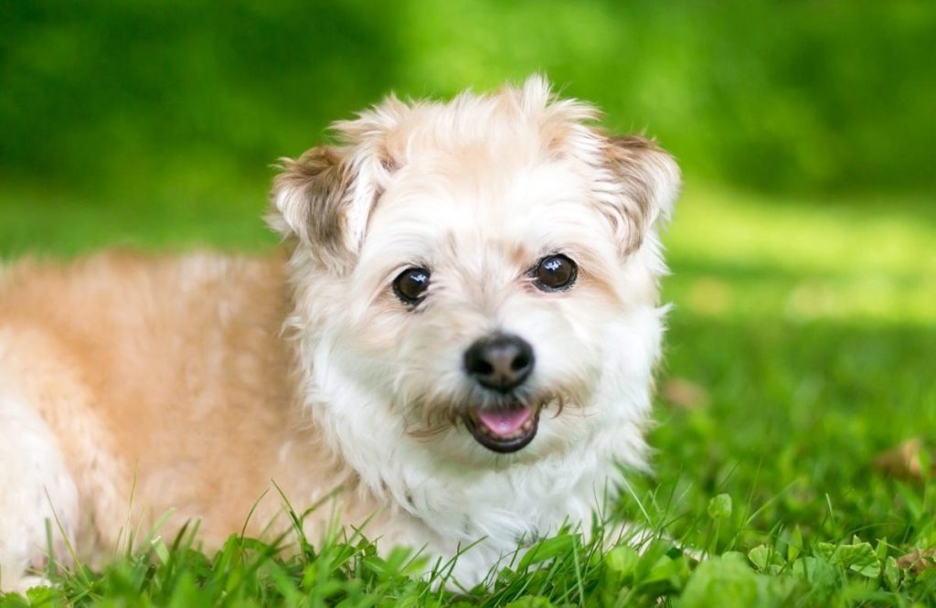 A cute Pomapoo dog lying in the grass outdoors.