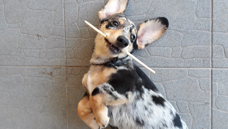 dorgi dachshund corgi mix