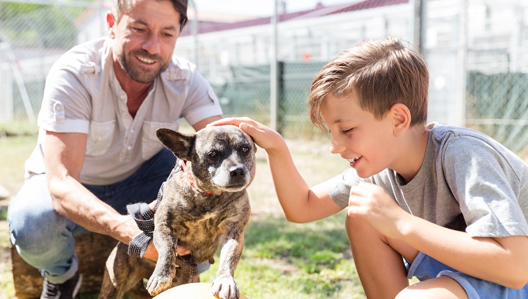 Dad and his son taking care of abandoned dog in animal shelter playing with him