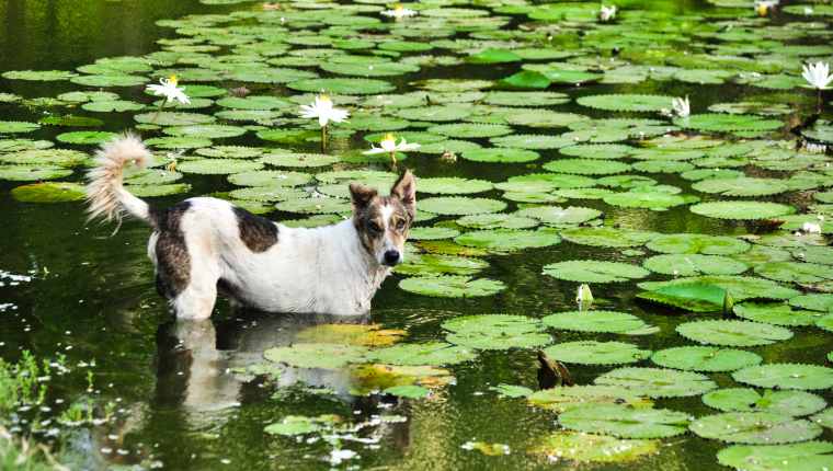 Dog Algae