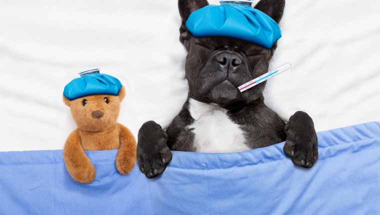 Dog Flu