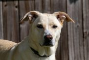 A close-up of a yellow Borador, a mix between a Border Collie and Labrador.