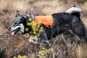 Dog with a vest on while outdoors