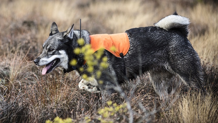 Dog with a vest on while outdoors