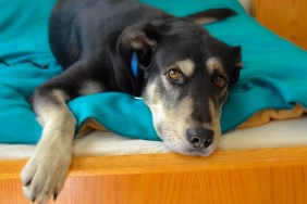 Close-Up Portrait Of Dog