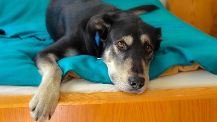 Close-Up Portrait Of Dog