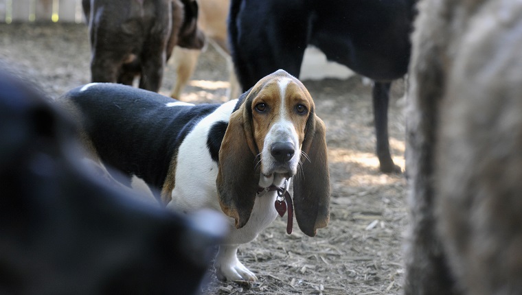 Single small dog (breed: basset hound) in focus looking into camera while other out of focus dogs surround him in doggie day care outside playlot