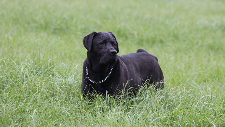 labrador - mastiff cross