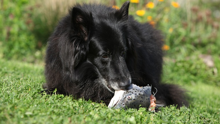 Hungry dog eating fresh fish in the garden