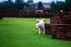 Dogs pee on greensward at wat chaiwattanaram Ayutthaya