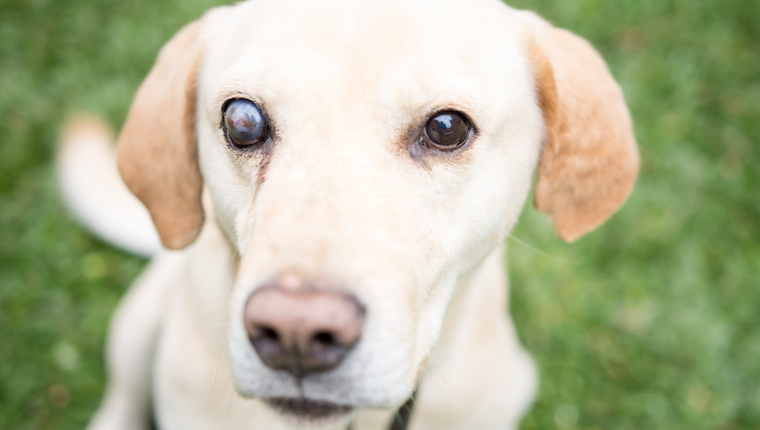 Blind Labrador