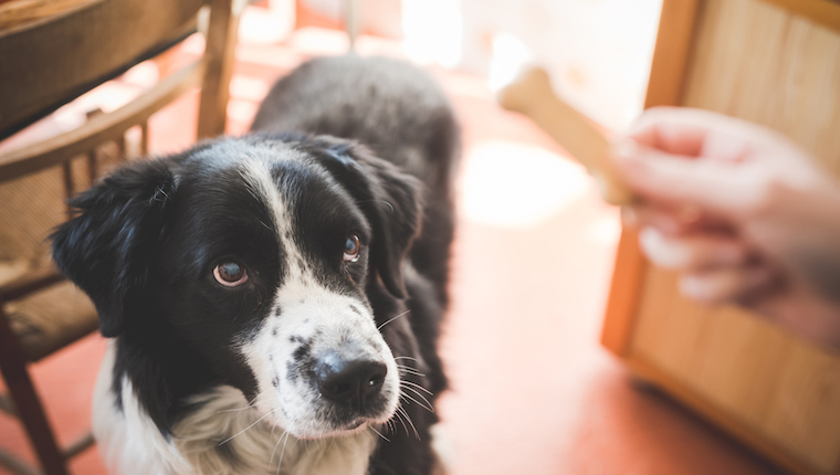 Dog and treat