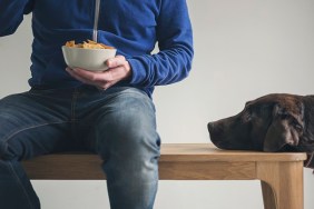 Dog watching owner eat