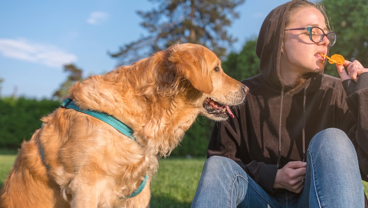 Young woman eating potato chips in front of a hungry golden retriever dog. The young woman is of caucasian ethnicity and is casually dressed. The scene is situated outdoors in a beautiful backyard in Troyan, Bulgaria (Eastern Europe). The picture is taken with Panasonic GH5 camera.