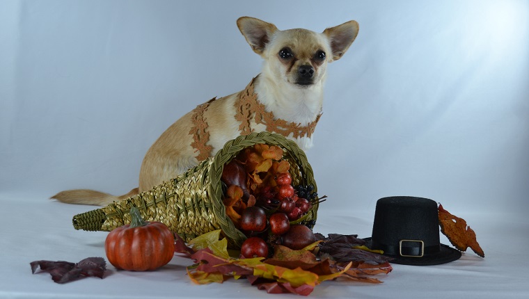 Chihuahua in autumn with Thanksgiving decorations.