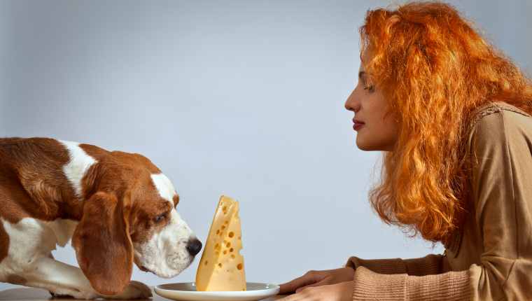 Dog Cheese 1