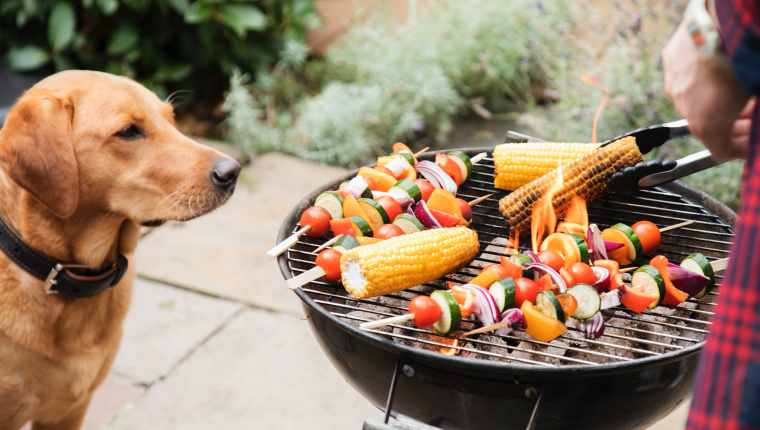 Dog Corn 1