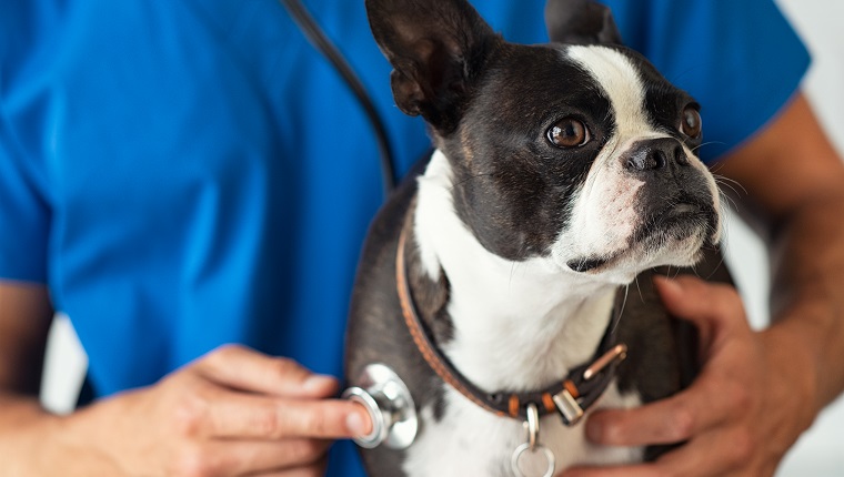 Boston Terrier dog being examined by a vet using stethoscope. Professional veterinarian examining his patient cute puppy. Closeup of hand using a stethoscope on a puppy.