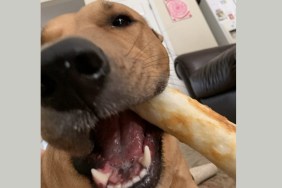 archer tries pork flavored chew