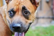 Akita and pit bull mix breed dog, startled and looking at something behind him and off-screen.