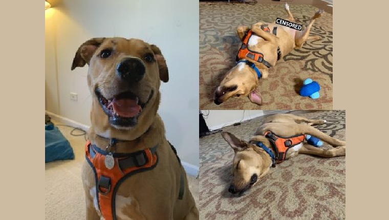 archer lounging in the house with his harness