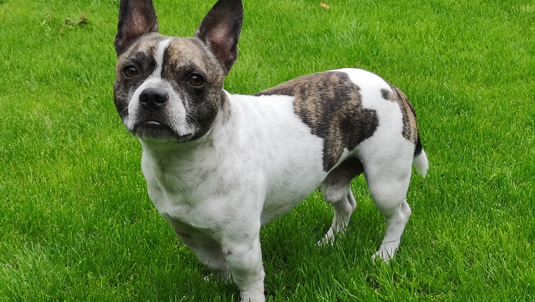 Chibull, cross between French bulldog and chihuahua