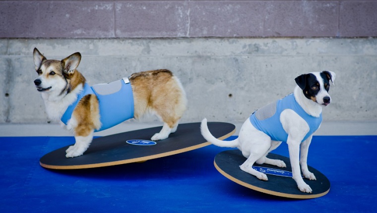 dog balance board