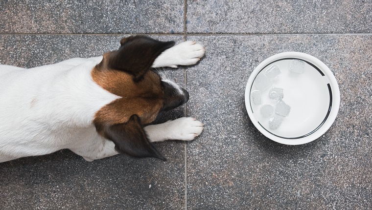 The concept of caring for a pet and providing it with cool water in the hot season.