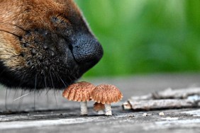 Close-Up Of Dog Smelling Mushrooms