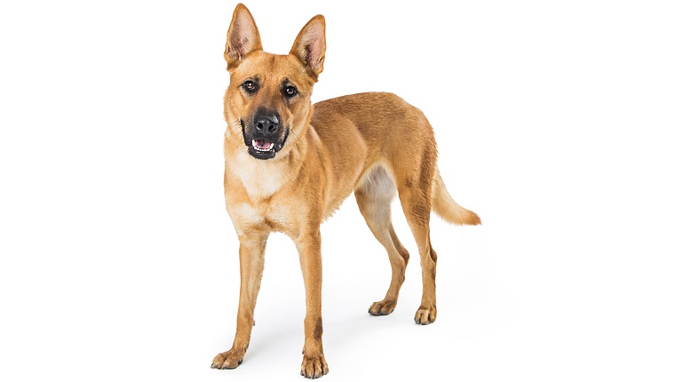 Carolina Dog crossbreed standing on white with happy smiling expression looking forward