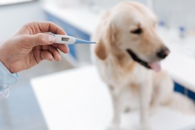 Have temperature. Silhouette of upset Labrador that showing his tongue and sitting on the table while looking sideways