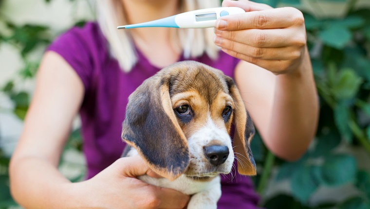 Adorable sick beagle puppy cuddling with female owner